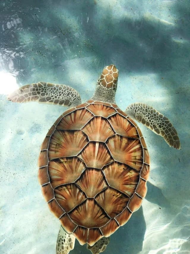 Sea turtle on the beach